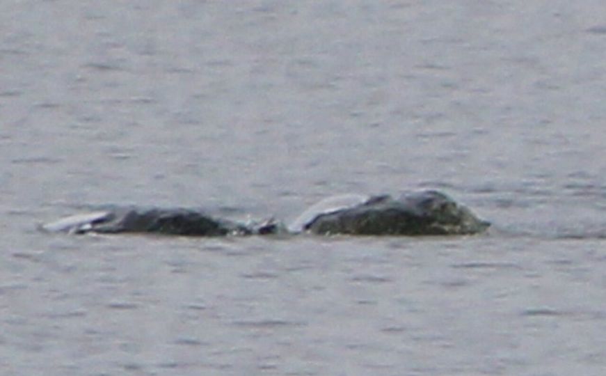 Objavljene nove fotografije: Žena tvrdi da je snimila čudovište iz Loch Nessa?