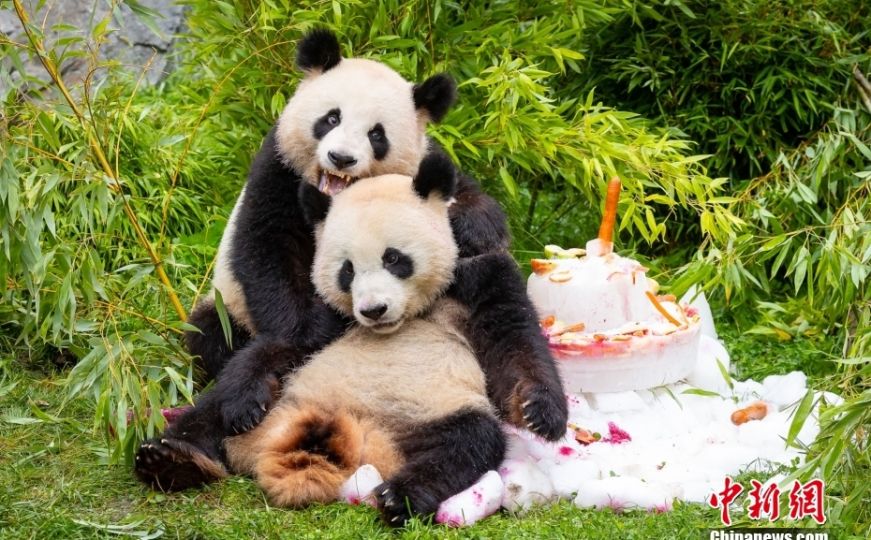 Preslatki blizanci pande proslavili rođendan uz tortu: 'Oni su pravo malo čudo'