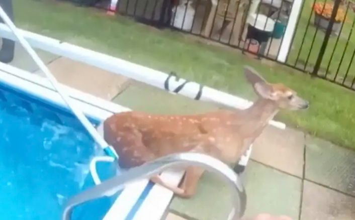 Odigrala se prava drama: Mladi jelen zapeo u bazenu, spašavala ga policija