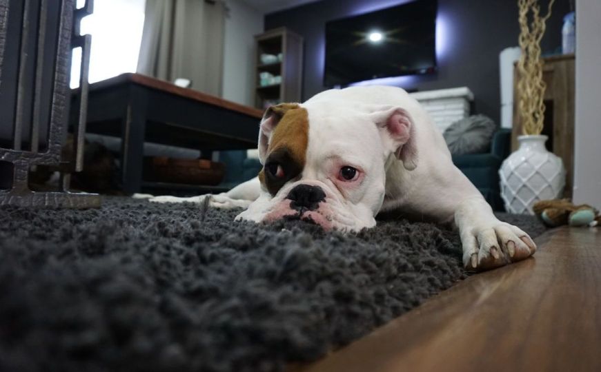 Ovo niste znali: Položaj u kojem spava vaš pas otkriva nešto zanimljivo