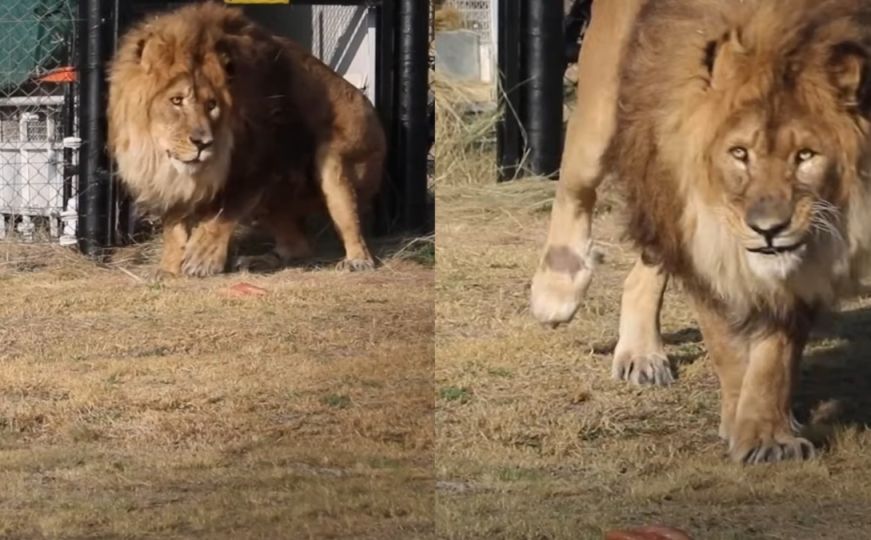 Najusamljeniji lav više nije u betonskoj ćeliji: Trenutak kad prvi put ugleda travu rasplakao svijet