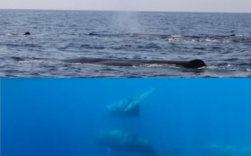 Institut Plavi svijet: Skupina velikih kitova snimljena na Jadranu, pogledajte nježne divove