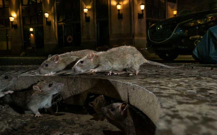Stanovnici godinama muče muku sa glodarima: Sve više pacova na ulicama New Yorka