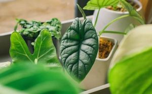 Radi specifičnog izgleda izrazito je tražena u svijetu biljaka, imate li je u svom domu?