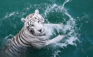 U zoološkom vrtu u Poljskoj otvoren bazen za bengalske tigrove