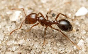 Jedna od najinvazivnijih vrsta mrava na svijetu stigla u Evropu: 'Nanose bolan ubod i opasni su...'