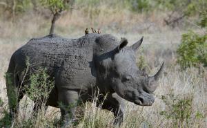 Tragedija u zoološkom vrtu: Nosorog ubio dreserku, njenog kolegu teško povrijedio