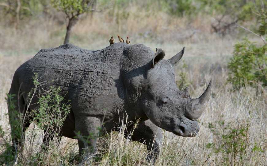 Tragedija u zoološkom vrtu: Nosorog ubio dreserku, njenog kolegu teško povrijedio