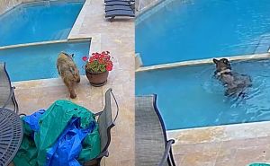 Viralni snimak: Nepozvani gost se kupao u bazenu, čini se da nije prvi put