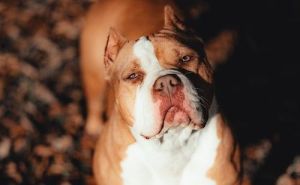 Muškarac preminuo nakon napada dva psa, prolaznici ga pokušali spasiti