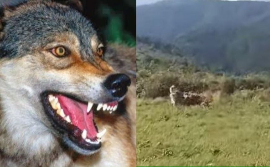 Pogledajte borbu pasa i vuka kod Srebrenice
