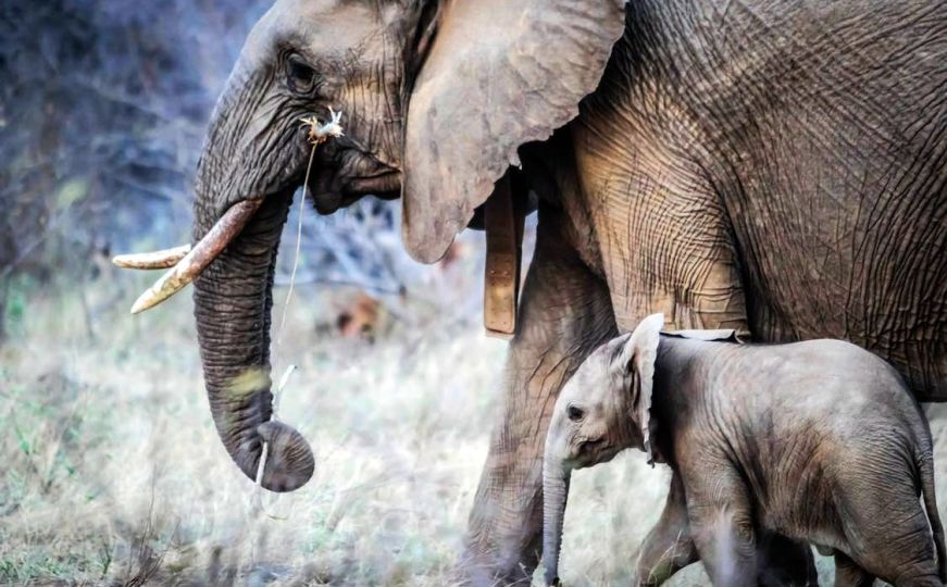Veliko otkriće: Naučnici tvrde da slonovi rade nešto što je dosad zabilježeno samo kod ljudi?
