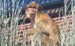 Snimljen majmun u poznatom naselju: Svi su ga gledali u čudu, a on je...