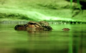 Zapanjujuća fotografija aligatora bez gornjeg dijela čeljusti: Mnogi se pitaju kako je ovo moguće