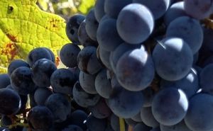 Plamenjača napala grožđe u Hercegovini - brojni vinogradi u problemu, cijene skaču 'u nebesa'
