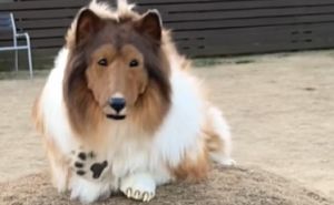 Čovjek platio više od 27 hiljada KM da izgleda kao pas: 'Tražim nekoga da mi pravi društvo'