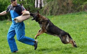 Bear Grylls savjetuje: Šta učiniti ako vas napadne agresivan pas, kako se spasiti?
