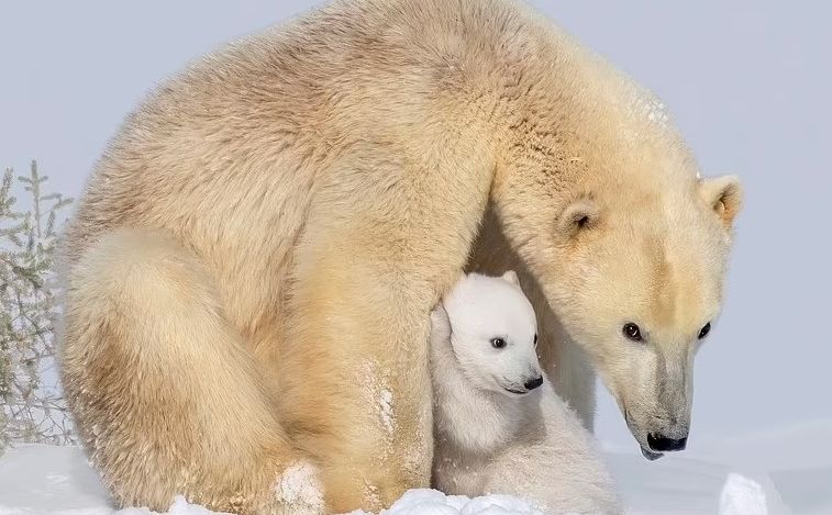 Dirljiv prizor: Pogledajte igru polarne medvjedice i mladunčeta koji će vas razniježiti