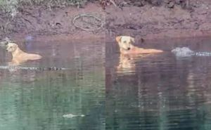 Nevjerovatna priča ostavila u šoku i naučnike: Tri krokodila spasili psa koji je upao u rijeku