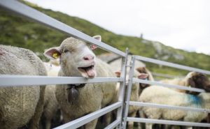 Ovce tragale za svježom hranom, pa pojele 100 kg kanabisa: 'Počele su se čudno ponašati'
