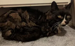 Britanka pronašla mačku 11 godina nakon što je prijavila njen nestanak