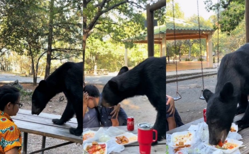 Video koji kruži društvenim mrežama: Porodica uživala u pikniku, a onda je došao medvjed