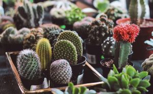 Kaktus je iznimno nezahtjevna biljka koja često istrune: Evo kako da ga vratite u život