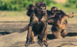 Urnebesne scene: Majmun postao hit na internetu, pogledajte šta radi