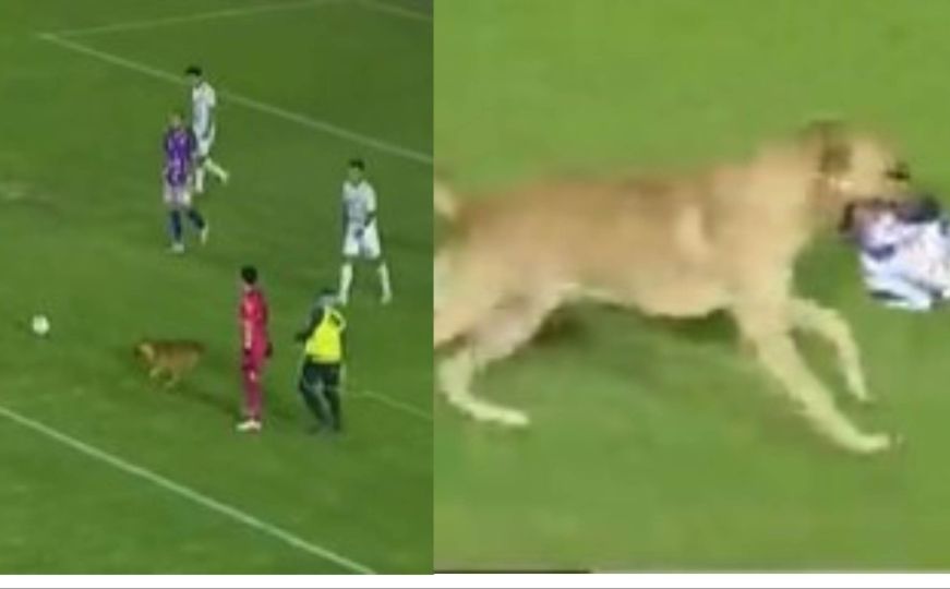 Urnebesan video: Pas napravio nered na nogometnoj utakmici, izigrao sve na terenu i nasmijao publiku