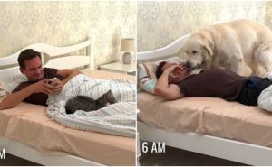Viralni video otkrio razlike između života sa psom i sa mačkom