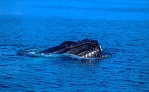 Kit udario u čamac: Jedna osoba poginula, vlasti poručile - 'apsolutno čudna nesreća'