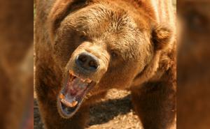 Užas u nacionalnom parku u Kanadi: Grizli ubio kanadski par i njihovog psa