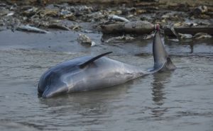 Srceparajuće scene u amazonskoj prašumi: Uginulo više od 100 delfina