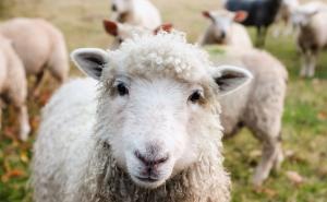 I ovo je BiH: Za carinjenje prijavili ovce, a uvozili jagnjad