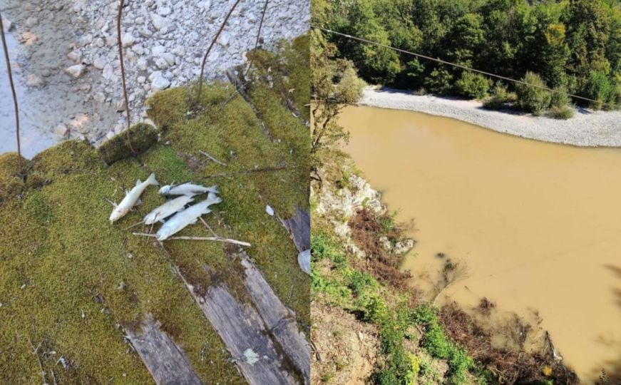 Ubistvo Božanske rijeke: Neretva potpuno pobijelila, pomor ribe zbog nove hidroelektrane