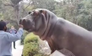 Snimak koji je postao viralan: Čuvar ošamario nilskog konja i preživio njegov bijes