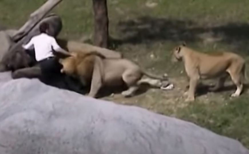 Snimak koji utjeruje strah u kosti: Muškarac ušao u kavez sa lavovima, a onda se desilo...