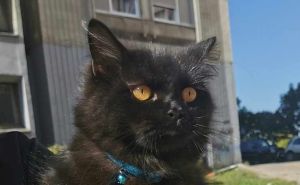 Izgubljena mačka u naselju Alipašino Polje, prepoznajete li je?