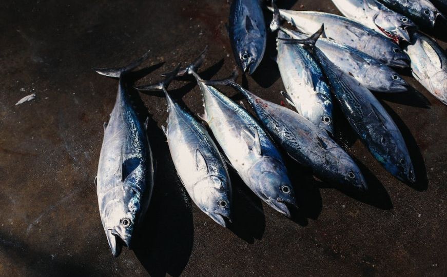 Zašto je plava riba zdrava i koliko je često trebamo jesti?