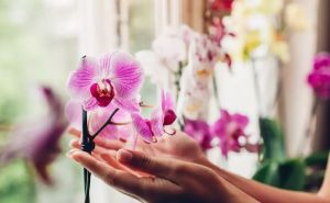 Ako želite da vam orhideja cvjeta i potraje, obavezno pogledajte ovaj video