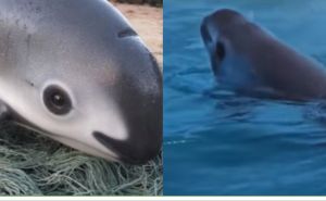 Pogledajte kako izgledaju najmanji 'delfini' na svijetu: Prijeti im izumiranje, stučnjaci zabrinuti