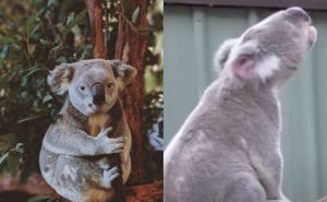 Video koji će vas nasmijati do suza: Poslušajte kako zvuči koala, ovo sigurno niste očekivali