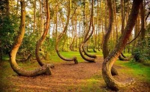 Jeste li čuli za misterioznu 'Iskrivljenu šumu'? Fenomen koji zbunjuje naučnike