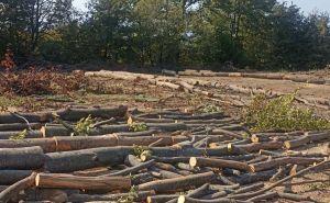 Tragedija u BiH: Muškarac poginuo prilikom sječe šume