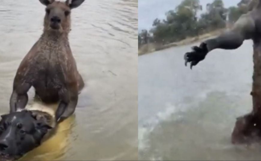 Dramatičan snimak: Muškarac spašavao svog psa od velikog kengura koji ga je gušio u rijeci