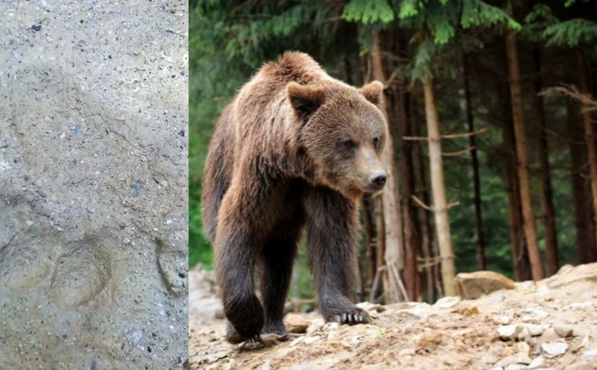 Medvjed primjećen u sarajevskom naselju, mještani uznemireni: 'Ne želimo da ga lovci ubiju'