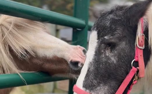 Dirljiv prizor: Slijepi konj stigao u utočište i tamo upoznao svoje nove prijatelje