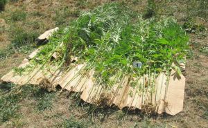 Slučaj u Posušju: U dvorištu i kući sadio i sušio marihuanu