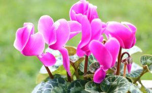 Ciklama, cvijet iskrenosti: Evo kako da je njegujete u vašem domu tokom hladnijih dana