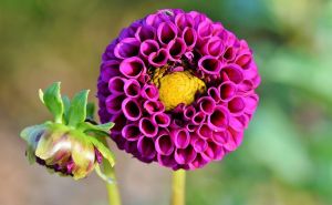 Cvijet vječne ljubavi: Kako pravilno njegovati Daliu, tradicionalnu meksičku biljku?